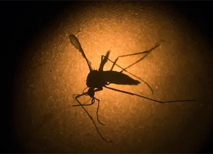 Jalisco confirma caso de malaria en turista colombiano Jalisco confirma caso de malaria en turista colombiano