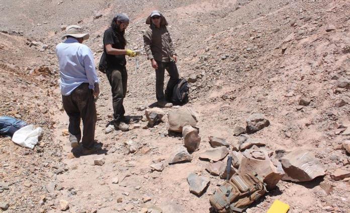 Identifican dos reptiles marinos jurásicos que moraron el desierto de Atacama
