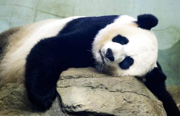 La panda  Mei Xiang duerme en su recinto en el Zoológico Nacional de Washington / Foto: AP