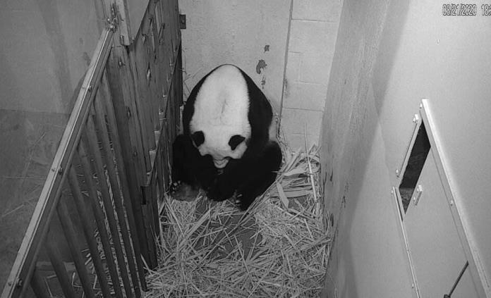Pandamanía en medio de la pandemia: streaming de nacimiento de cachorro en Washington rompió récord de visitas