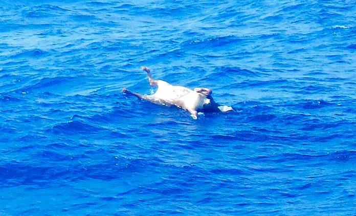 Rescatistas encuentran a segundo tripulante y encuentran múltiples vacas muertas tras naufragio en Japón