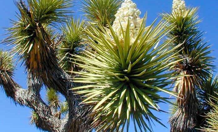 “Palo de oro”, el nuevo botín de los traficantes