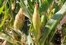 Preocupa que EE.UU. imponga represalias a México por maíz transgénico