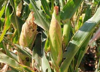 Tipo de cambio mantendrá estables precios en producción de maíz