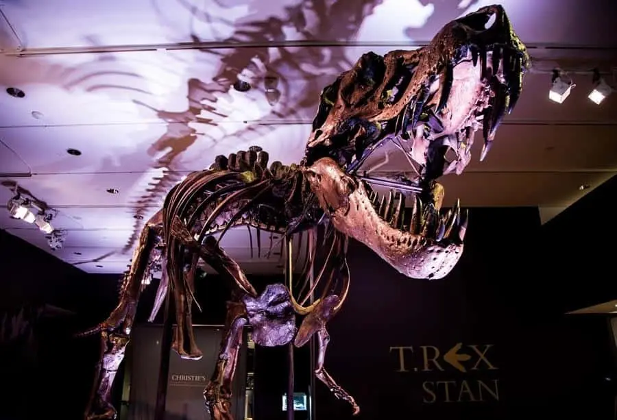 INAH identifica 50 huellas fósiles de dinosaurios en Michoacán