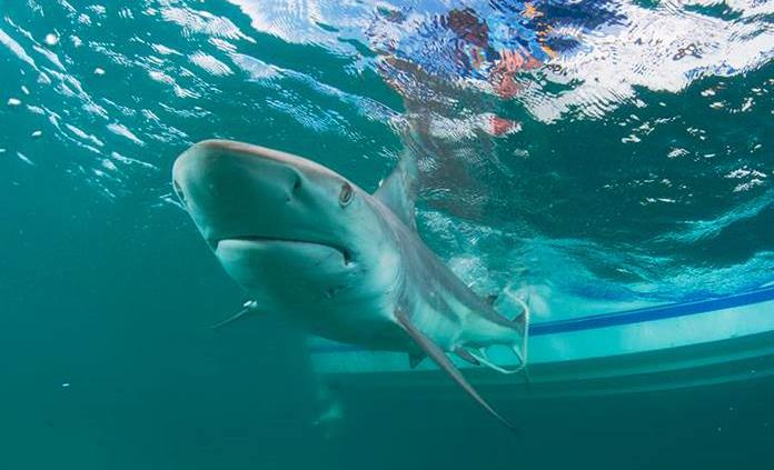 Tiburones pueden ser víctimas indirectas de la COVID-19, alertan