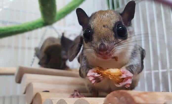 Arrestan a 7 hombres en EEUU por contrabando de ardillas voladoras