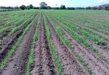 Cierre de Financiera Rural lanza a agroproductores al coyotaje: CNA