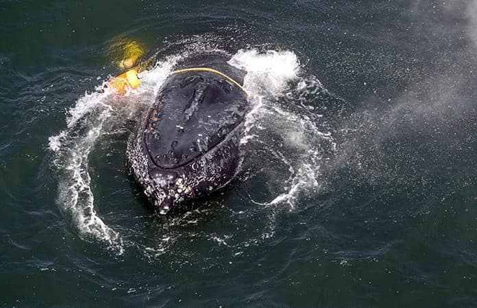 Una ballena jorobada enredada en hilo de pescar, cuerdas, boyas y anclas en el Océano Pacífico / Foto: AP