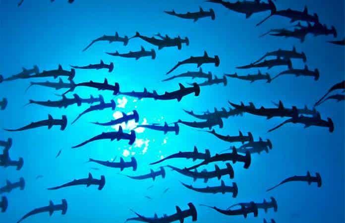 Foto: Oceana México