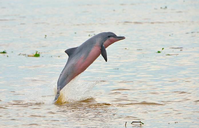 El delfín tucuxi / Foto: AP