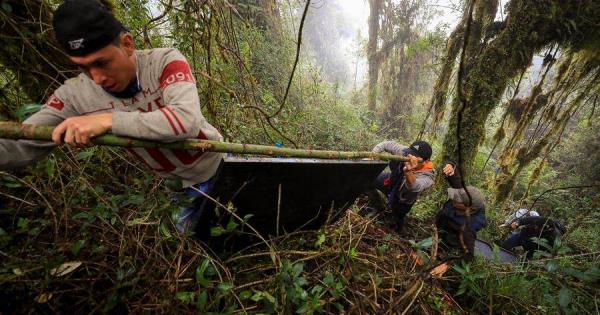 Hallan Osos Andinos, Especie En Extinción, Cerca A Zona Ganadera En Ecuador