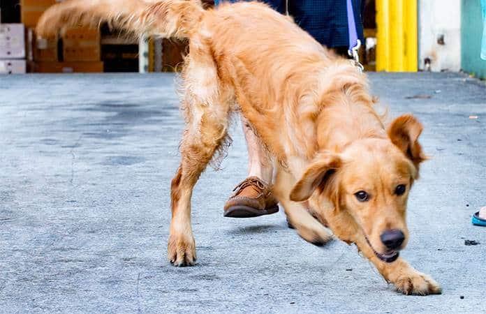 Foto: Golden Rescue South Florida