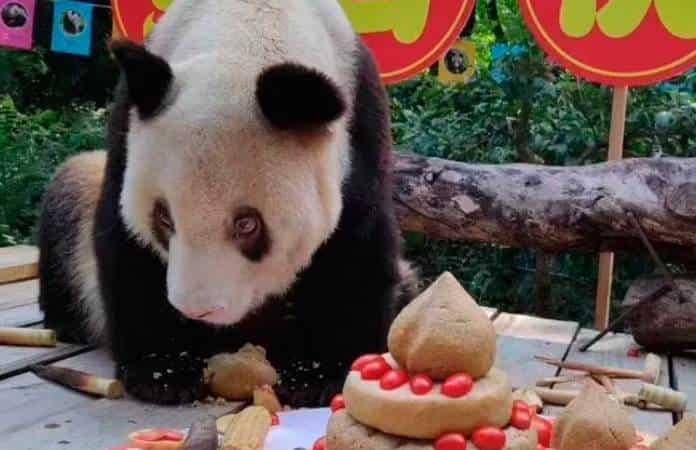 Muere A Los 38 Años La Osa Panda En Cautiverio Más Vieja Del Mundo 0806