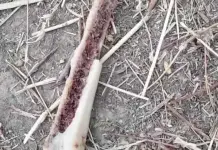 Hallazgo de restos óseos en montes de Yucatán Hallazgo de restos óseos en montes de Yucatán