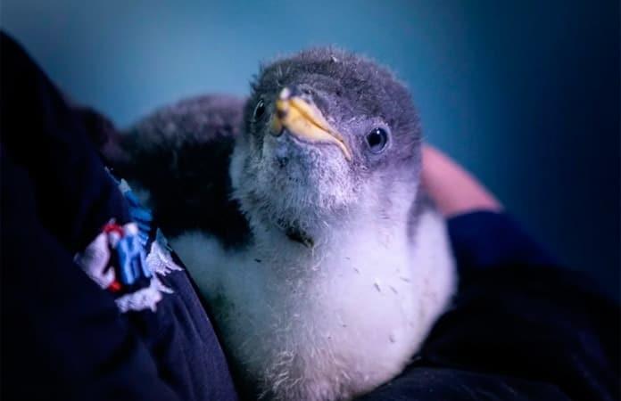 Foto: Acuario Inbursa