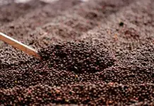 Exportación de café de Chiapas a Estados Unidos se reactiva Exportación de café de Chiapas a Estados Unidos se reactiva