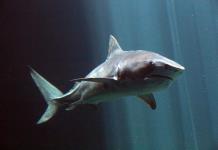 Disminuyen poblaciones de rayas y tiburones en aguas mexicanas