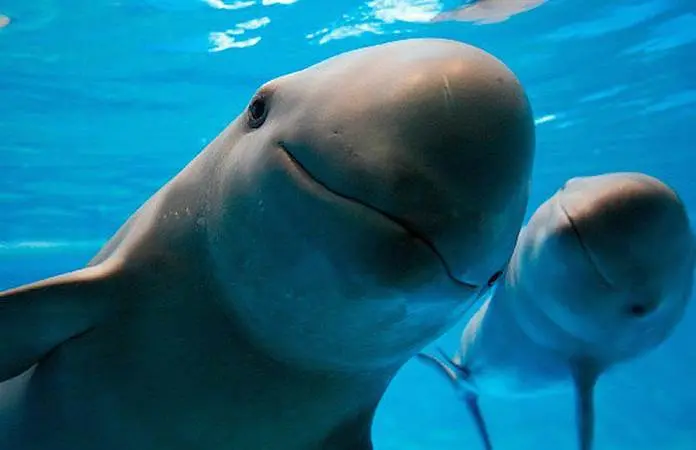 Acusan a México de incumplir en protección de la vaquita marina