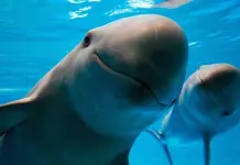 Población de vaquita marina se estabiliza y crece: Semarnat