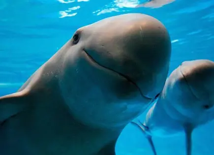 Acusan a México de incumplir en protección de la vaquita marina