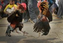 Gallo ataca a su propio dueño en pelea