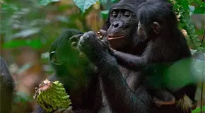 Los simios, como los humanos, tienen imaginaci&oacute;n y saben fingir