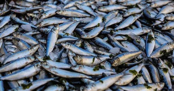 5 pescados y mariscos para comer durante la cuaresma sin vaciar tu bolsillo