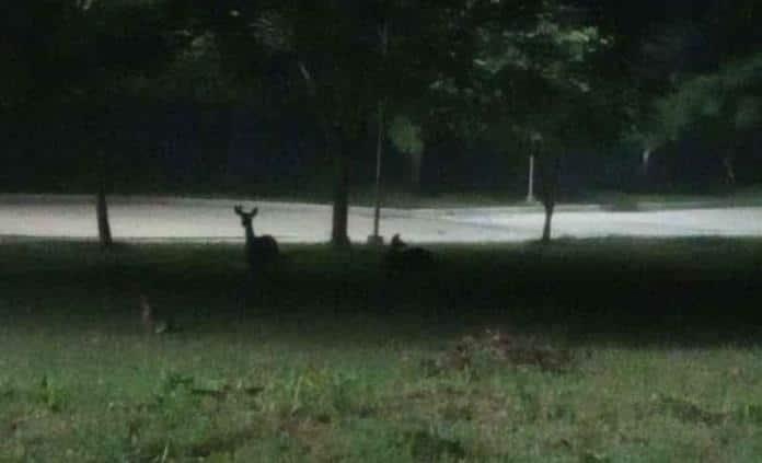 Las siluetas de dos venados, madre y cría, la noche del domingo en las áreas verdes del campus Tamazunchale.