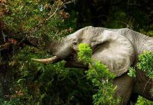 Una elefanta aprende por sí misma a pelar plátanos y rechaza los muy maduros
