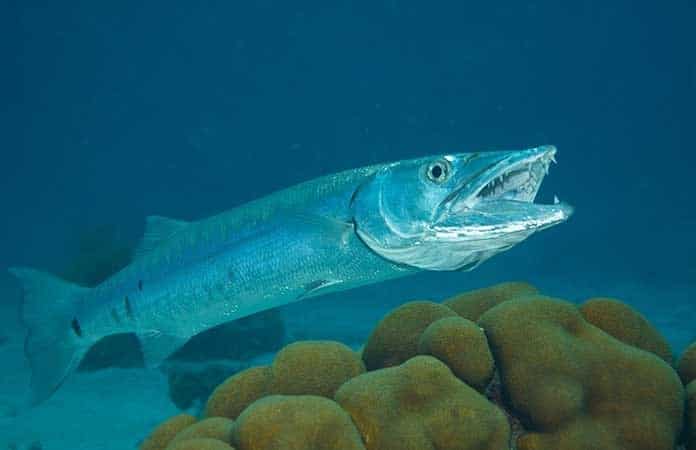 ataques de pez barracuda