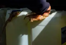 Recuperan 101 Pipas en Hidalgo Relacionadas con Trasiego Ilegal de Combustible