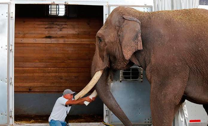 Big Boy El Elefante Que Pasó Tres Décadas En Una Jaula 9199