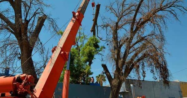 Talarán árboles viejos que son un peligro