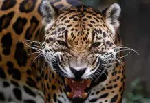 Denuncia de racismo en la exigencia de castigo para un indígena por la muerte de un jaguar