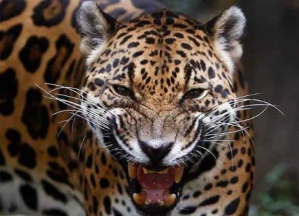 Matan jaguar en peligro de extinción en la huasteca