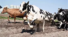 Vacas reconocen rostros humanos y voces según estudio francés