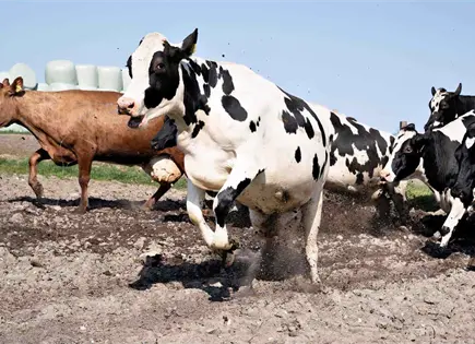 Rayo mata a 19 vacas durante un temporal en Paraguay Rayo mata a 19 vacas durante un temporal en Paraguay