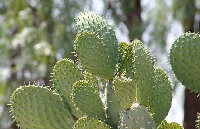 proceso nopal