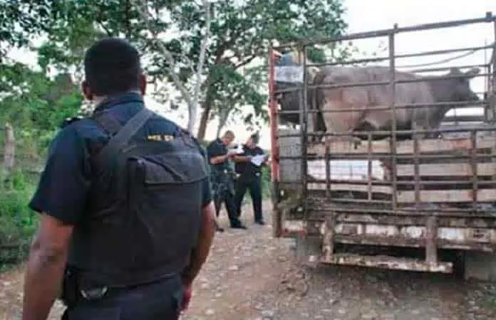 Por abigeato, más de 12 carpetas de investigación al mes