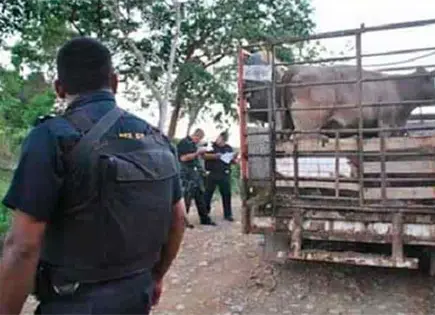 Por abigeato, más de 12 carpetas de investigación al mes Por abigeato, más de 12 carpetas de investigación al mes