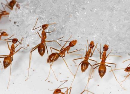 Eliminación de hormigas con bicarbonato de sodio