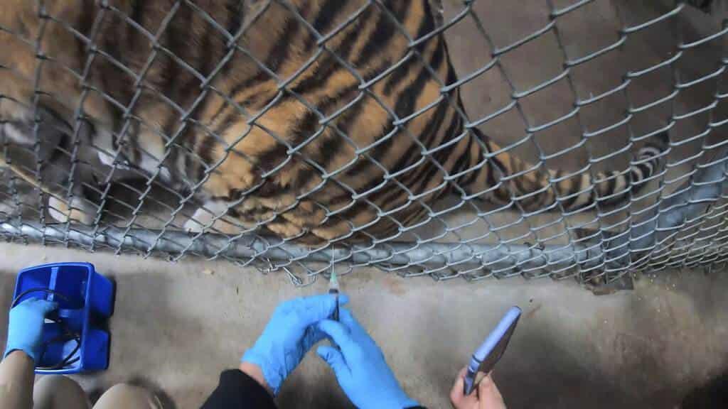 Un tigre recibe la vacuna contra COVID-19 en el Zoológico de Oakland. Imagen de cortesía del Zoológico de Oakland (Oakland Zoo vía AP)