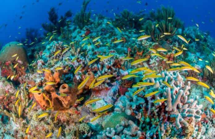 Foto: Oceana México
