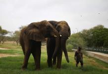 Un elefante asiático salvaje descubre un alijo de opio en el suroeste de China