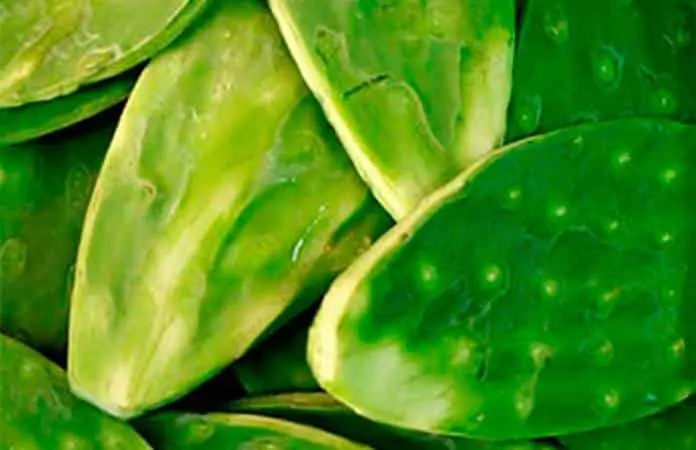 Beneficios de desayunar nopales: recetas y propiedades