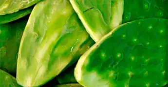 UNAM utiliza residuos de nopal para fertilizar cultivos en CDMX