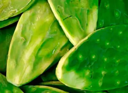 Todo lo que debes saber sobre el nopal y sus propiedades
