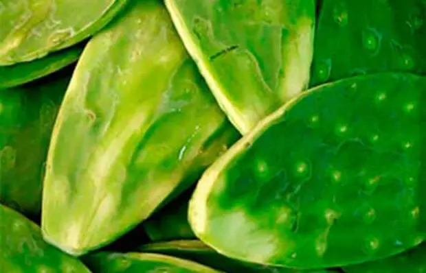 UNAM impulsa fertilizante con residuos de nopal en Milpa Alta
