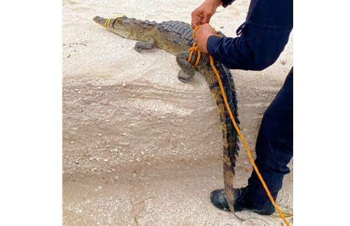 Foto: Secretaría de Seguridad Pública del Gobierno del Estado de Yucatán